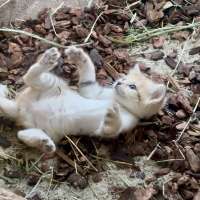 The most adorable formidable predator: Hogle Zoo welcomes new sand cat kitten