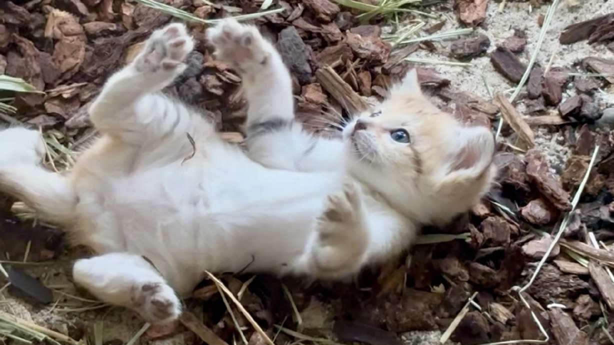 Utah's Hogle Zoo announced its sand cat Cleo gave birth to a healthy kitten in June.
