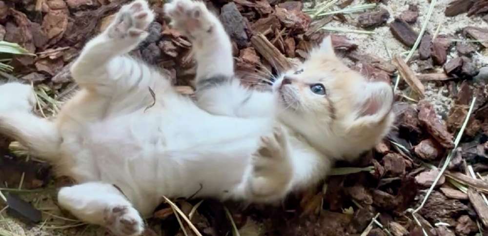 The most adorable formidable predator: Hogle Zoo welcomes new sand cat kitten