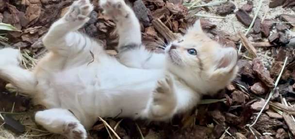 The most adorable formidable predator: Hogle Zoo welcomes new sand cat kitten