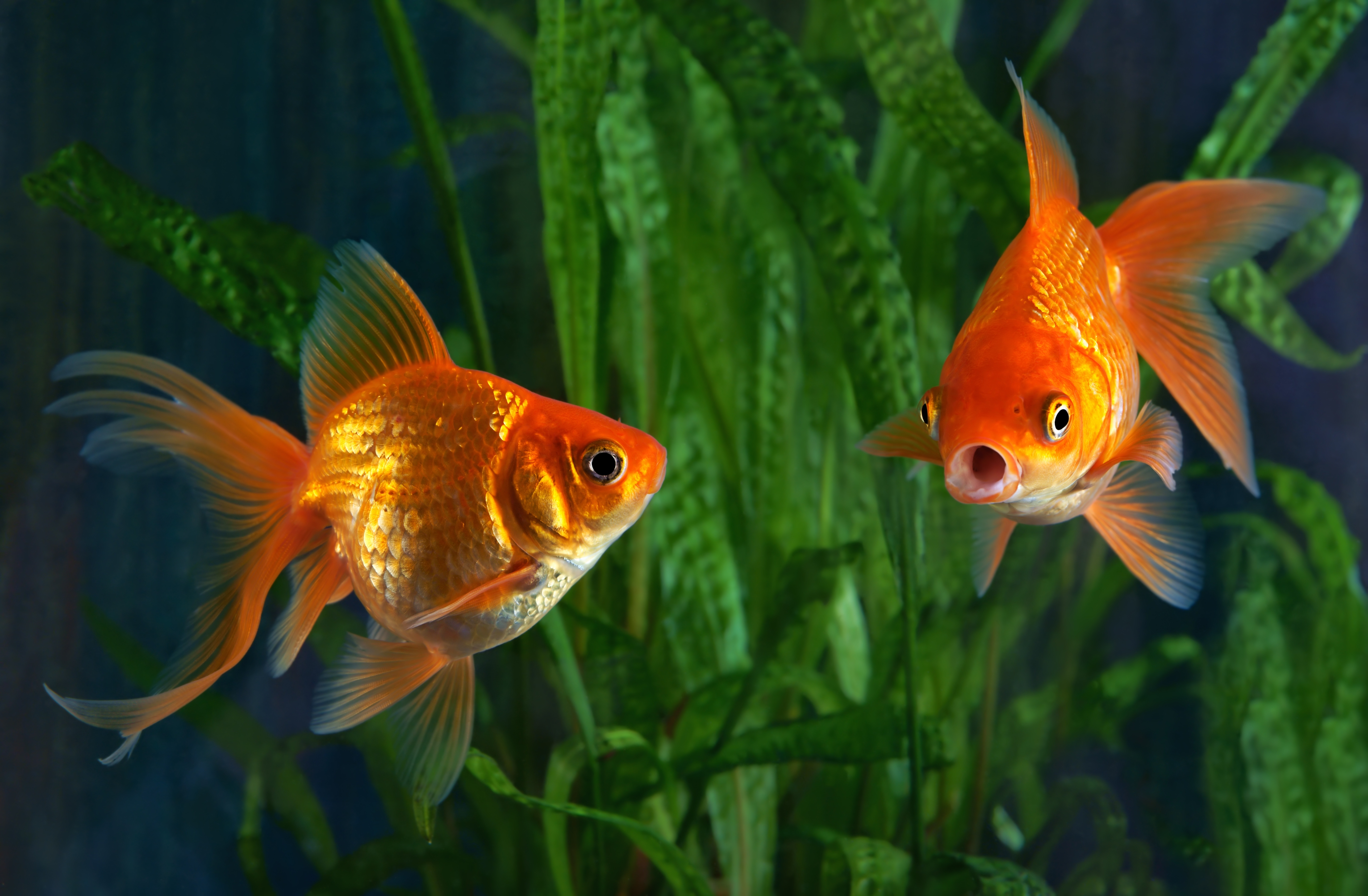 Argentina court recognizes two goldfish as sentient beings with rights