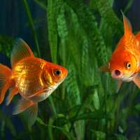 Argentina court recognizes two goldfish as sentient beings with rights