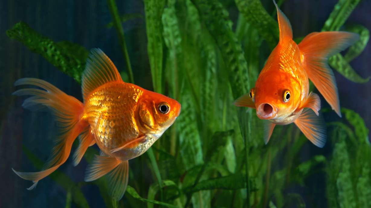Jaulas Vacías (Empty Cages) decided to file a complaint with the courts, arguing that the conditions of two goldfish in a display case violated Law 14.346, which penalizes animal abuse in Argentina.