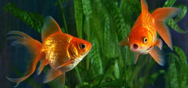 Argentina court recognizes two goldfish as sentient beings with rights