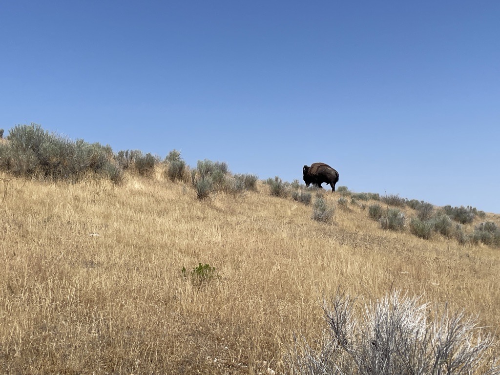 What went wrong in Yellowstone bison attack? Utah wildlife expert explains