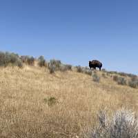 What went wrong in Yellowstone bison attack? Utah wildlife expert explains
