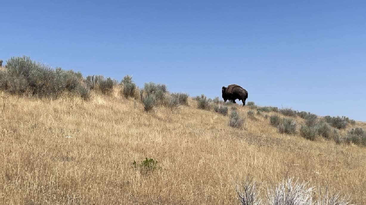 A bison is pictured on Antelope Island on Monday. Days after a man was attacked by a Yellowstone bison, wildlife experts in Utah said the encounter underscores how quickly bison behavior can escalate, especially during breeding season.