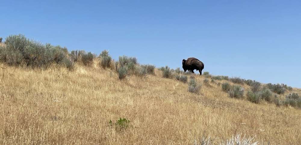 What went wrong in Yellowstone bison attack? Utah wildlife expert explains