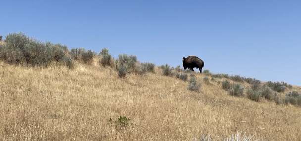 What went wrong in Yellowstone bison attack? Utah wildlife expert explains