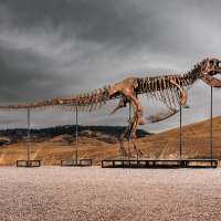 Mystery bidder buys T. rex nicknamed 'Gus' for a record $50 million