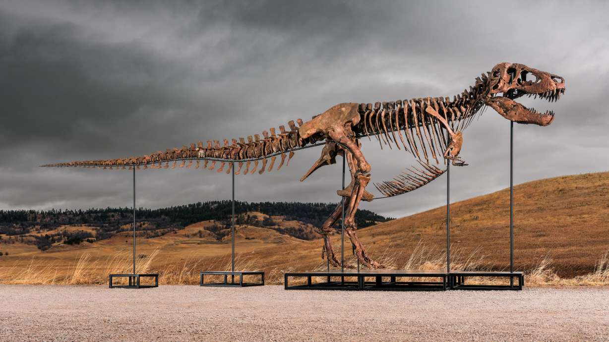 This undated photo provided by Sotheby's on Tuesday, shows "Gus," one of the largest and most complete Tyrannosaurus rex specimens ever discovered.