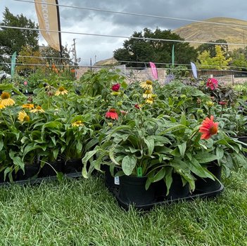 Fall Plant Sale 2026