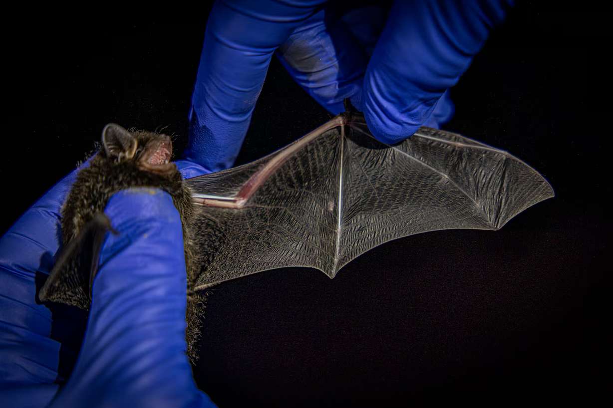 A bat is pictured in Nine Mile Canyon in this undated photo.