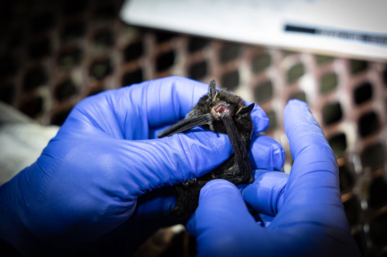 A bat is pictured in Nine Mile Canyon in this undated photo.