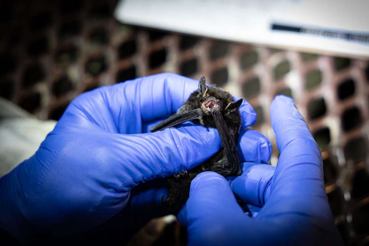 A bat is pictured in Nine Mile Canyon in this undated photo.