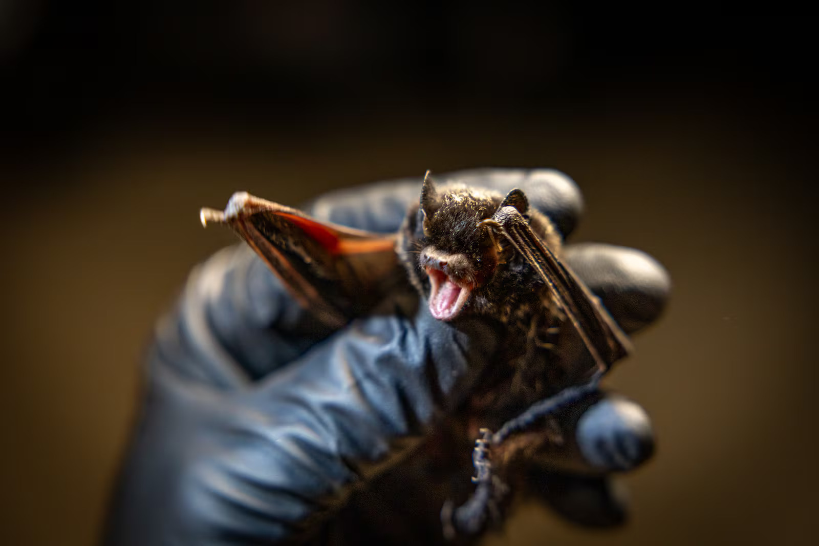 It's not Halloween — but beware the bats