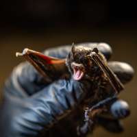 It's not Halloween — but beware the bats