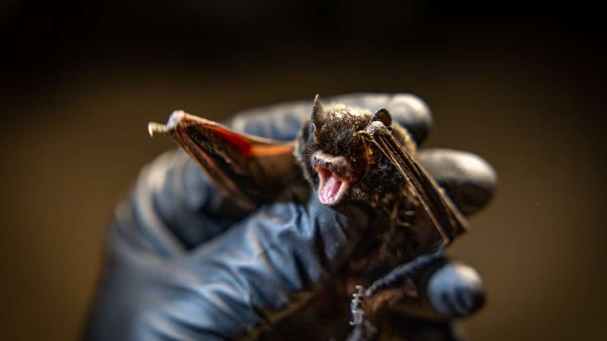A bat is pictured in Nine Mile Canyon in this undated photo. Utahns might see more bats in July and August because baby bats, or pups, are learning to fly and leaving their roosts for the first time.