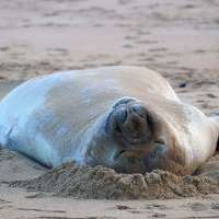 This chaotic 2,000-pound seal has returned to sea – but leaves behind a conundrum