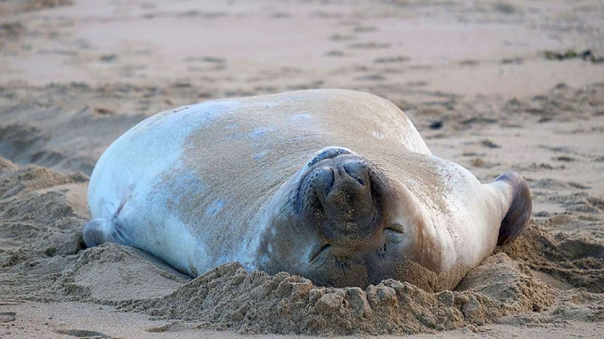 Neil has drawn attention from his hordes of human fans — perhaps a little too much. Neil the boisterous young elephant seal departed Tasmania this week.