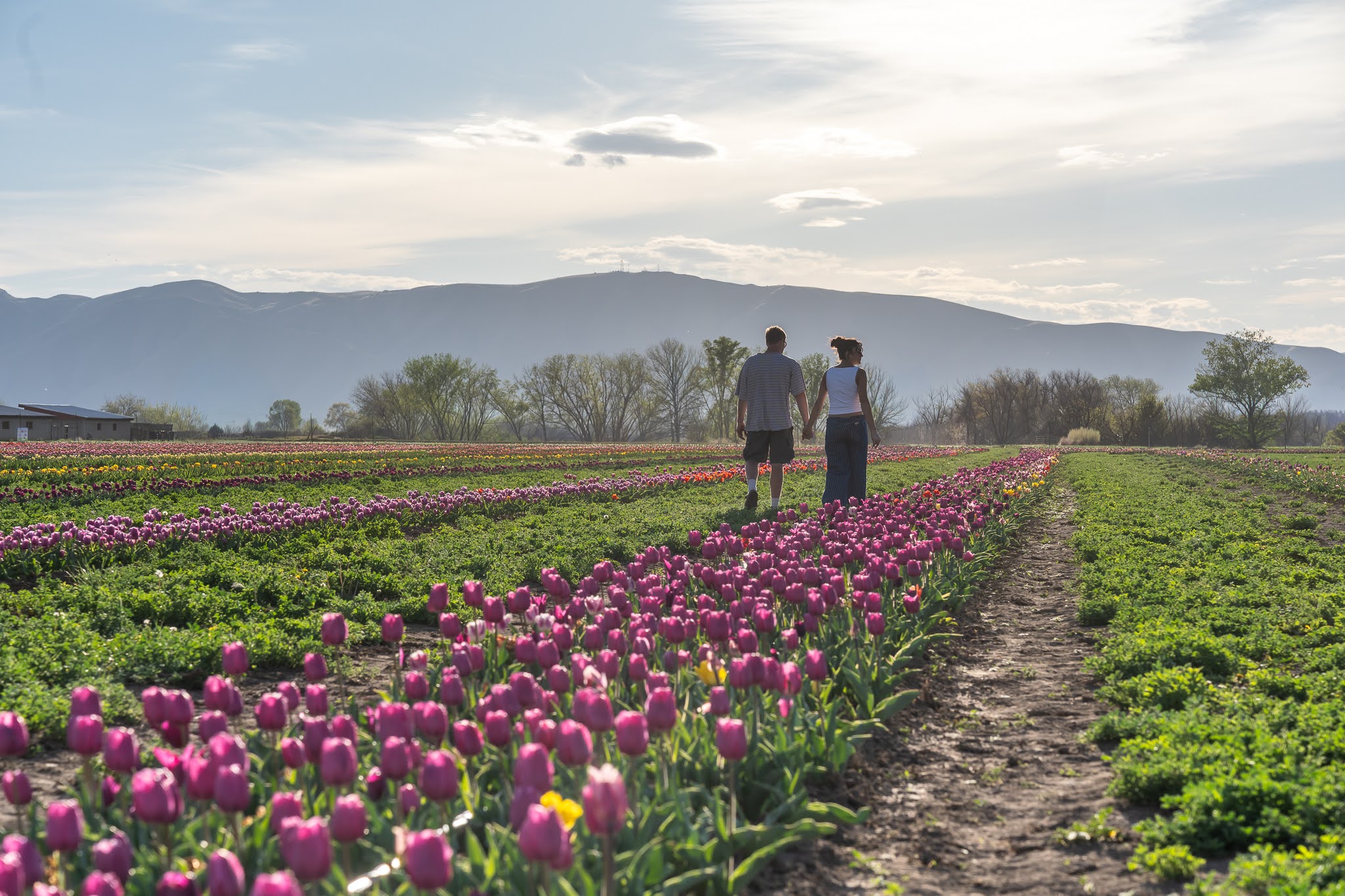 How agritourism is drawing thousands to Utah farms