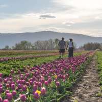 How agritourism is drawing thousands to Utah farms