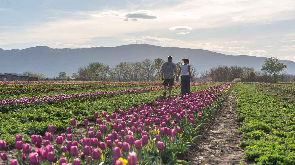 Glen Ray’s Corn Maze featured in KSL’s report on Utah agritourism