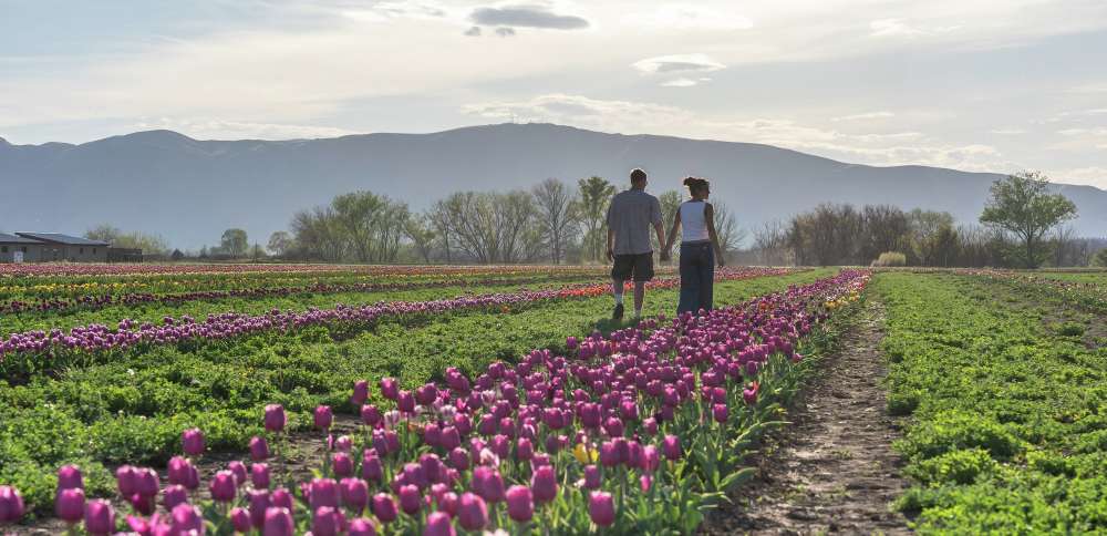 How agritourism is drawing thousands to Utah farms