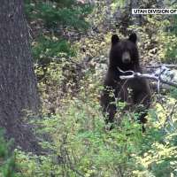 Why you may be seeing more bears in Utah this summer