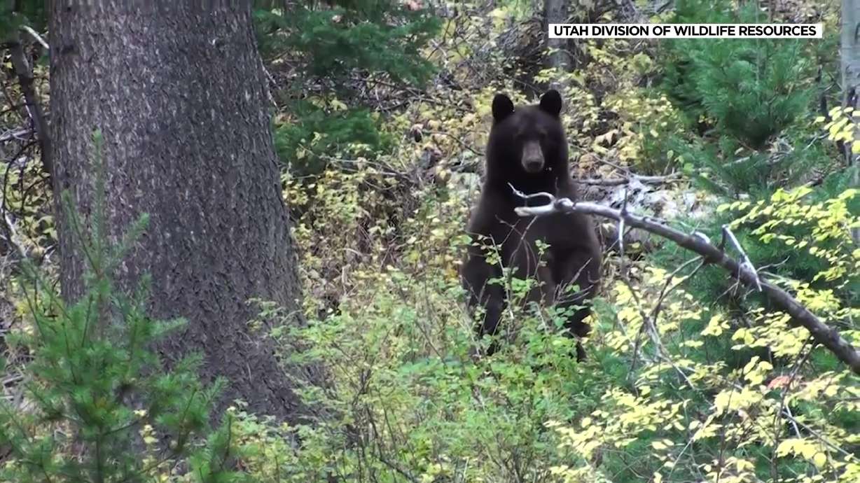 A bear is seen in a wooded area. As more Utahns head to the mountains to camp, hike and explore this summer, wildlife officials say they're sharing the outdoors with bears that are on the move in search of food.