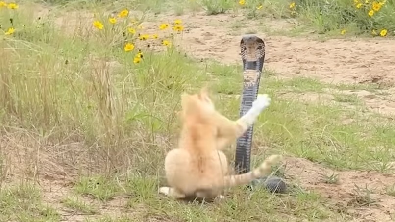 Have You Seen This? Cat and cobra engage in tense faceoff