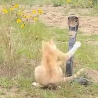 Have You Seen This? Cat and cobra engage in tense faceoff