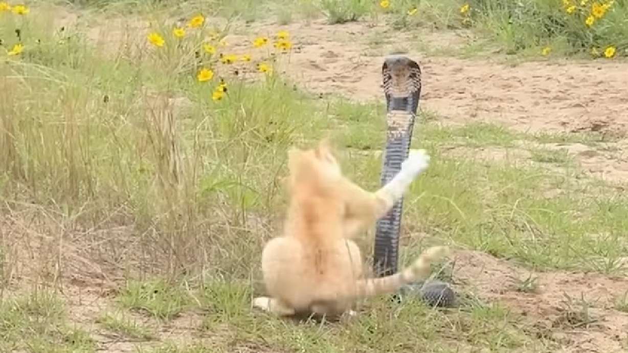 A cat and a cobra engaged in a tense showdown caught on video in China. The snake ultimately backed down and slithered off.