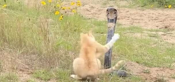 Have You Seen This? Cat and cobra engage in tense faceoff