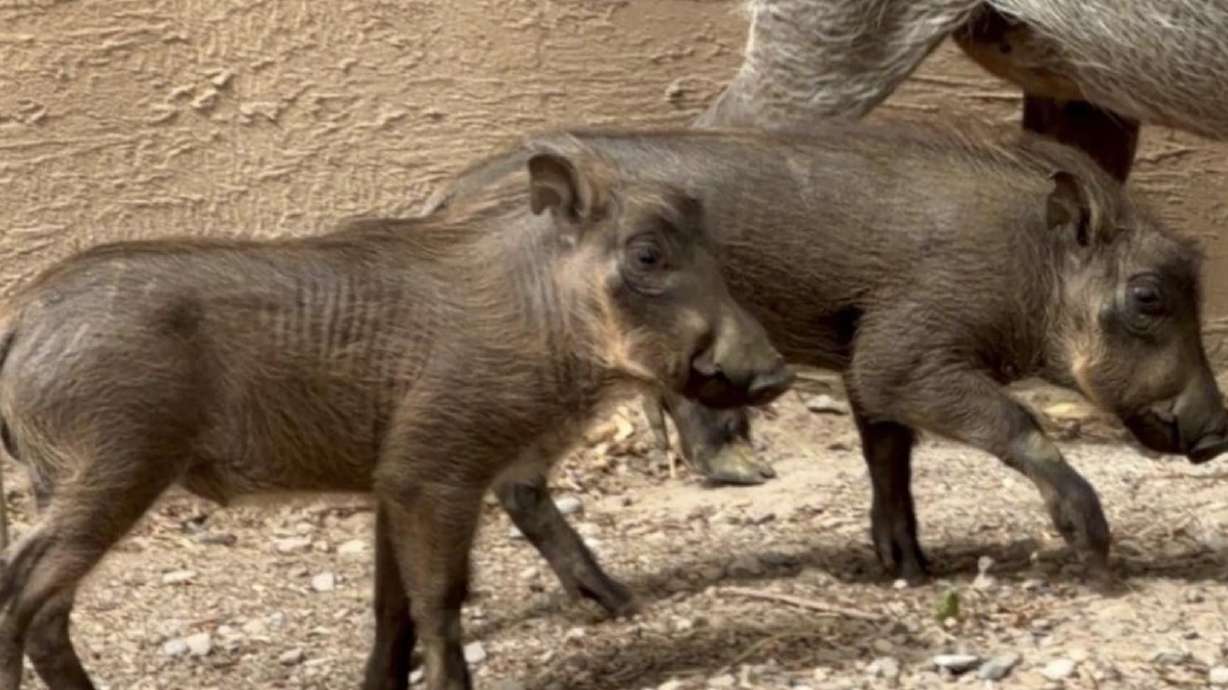 Two male piglets born June 14 are the first warthog piglets born at Utah's Hogle Zoo.