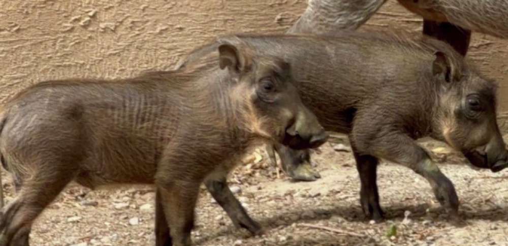 2 warthog piglets born at Utah's Hogle Zoo