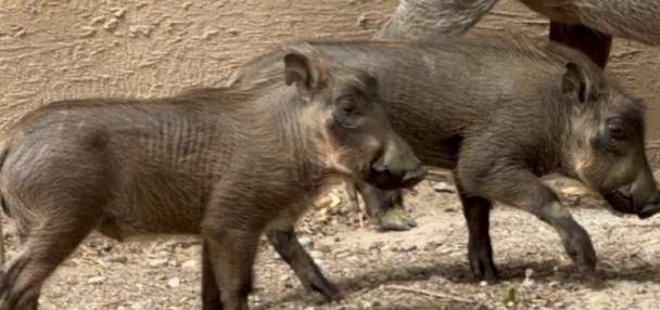 2 warthog piglets born at Utah's Hogle Zoo