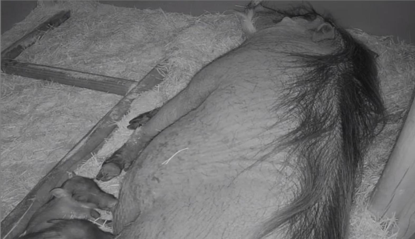 Two male piglets born June 14 are the first warthog piglets born at Utah's Hogle Zoo.