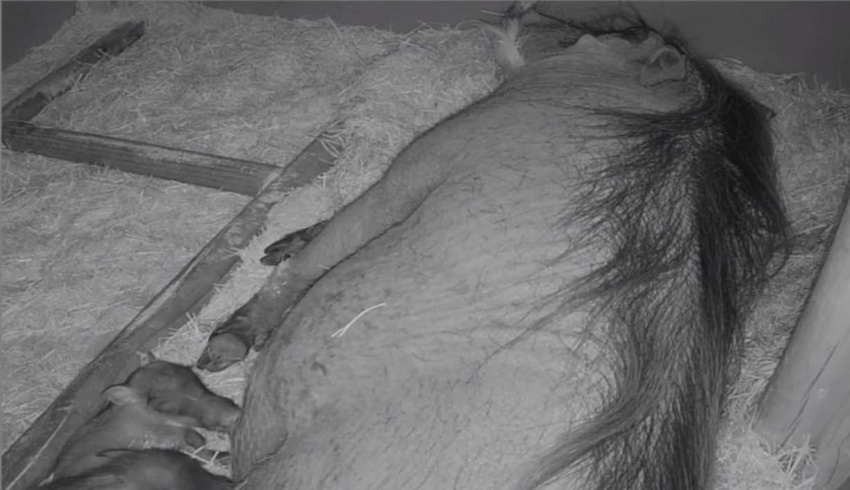 Two male piglets born June 14 are the first warthog piglets born at Utah's Hogle Zoo.