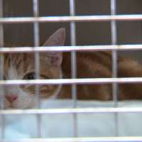 Rescue flight brings 90 cats, dogs from Texas to Utah