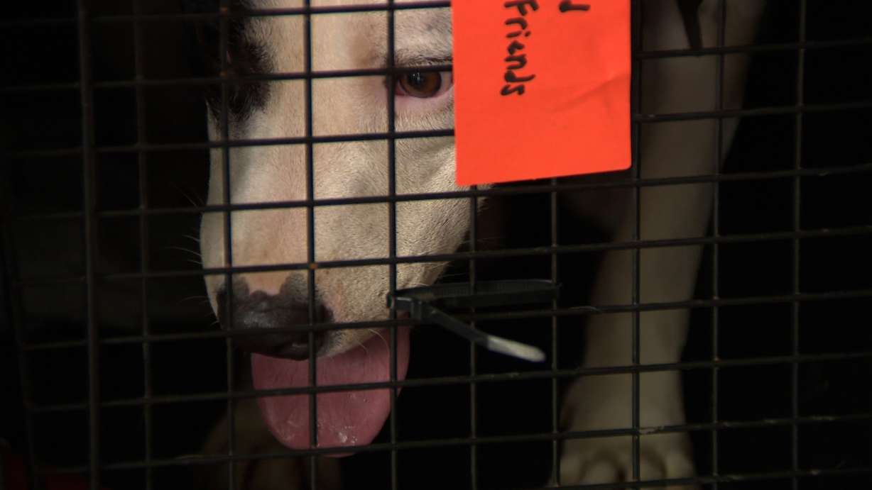 A rescue flight brings 90 dogs and cats from Texas to Utah. The dogs and cats arrived in Utah on Friday as part of a rescue effort designed to help animal shelters respond to the devastating flooding in central Texas.