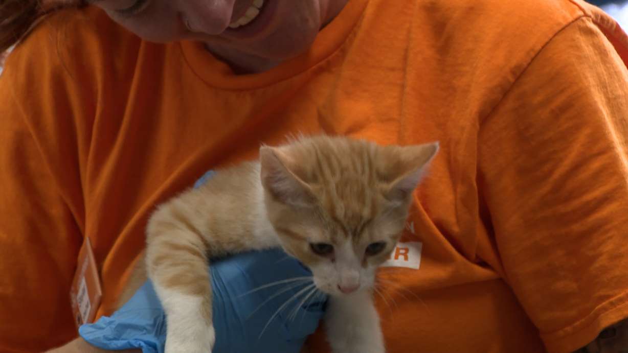 A rescue flight brings 90 dogs and cats from Texas to Utah. The dogs and cats arrived in Utah on Friday as part of a rescue effort designed to help animal shelters respond to the devastating flooding in central Texas.