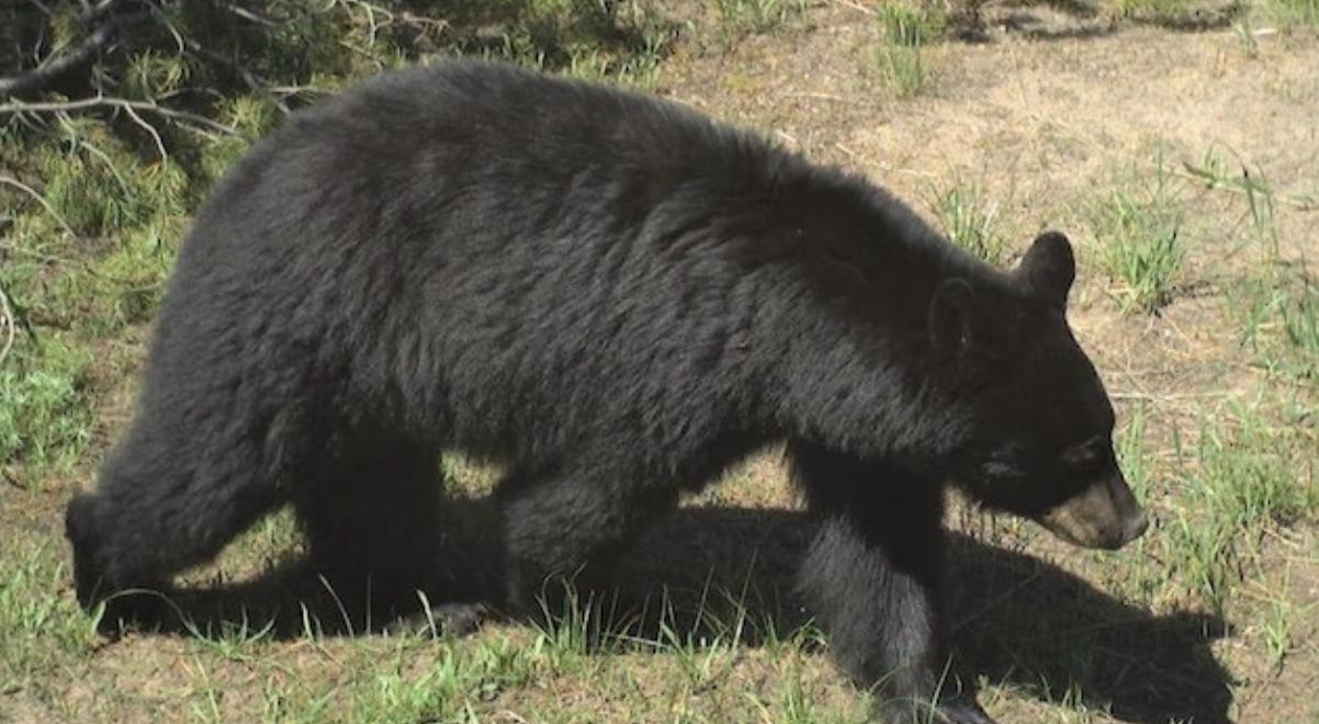 Bear euthanized after breaking into sleeping family's home, devouring pumpkin pie and coming back for more