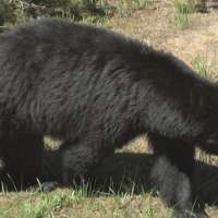 Bear euthanized after breaking into sleeping family's home, devouring pumpkin pie and coming back for more