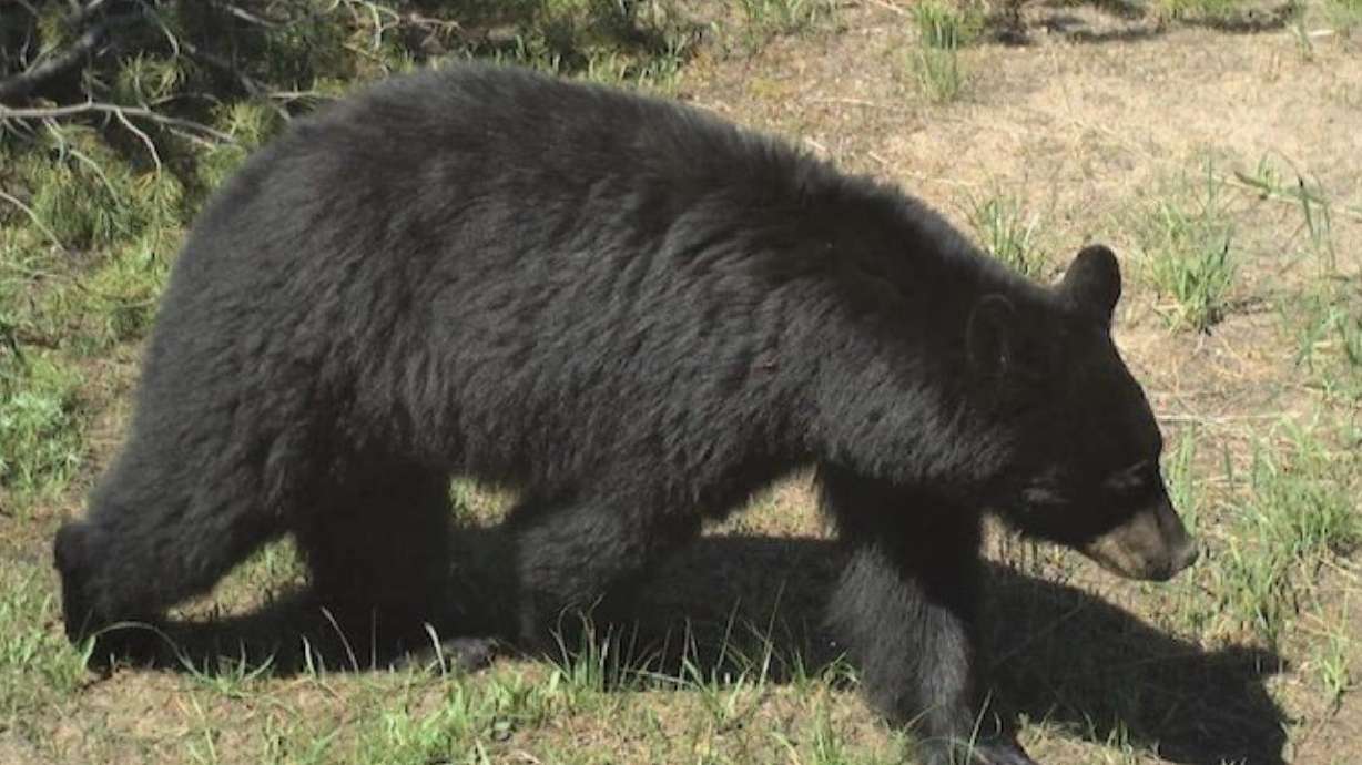A black bear was euthanized after breaking into a Swan Valley, Idaho, home.