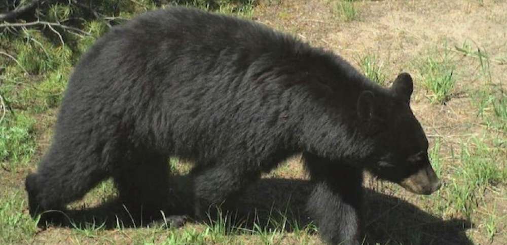 Bear euthanized after breaking into sleeping family's home, devouring pumpkin pie and coming back for more