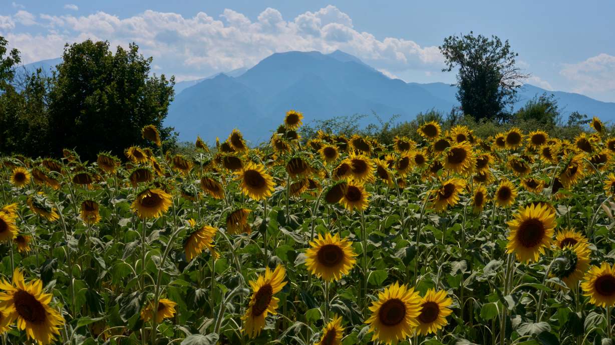 Sunflowers bloom in Kalyvia Varikou, near Litochoro in northern Greece, backdropped by Mount Olympus, Wednesday.