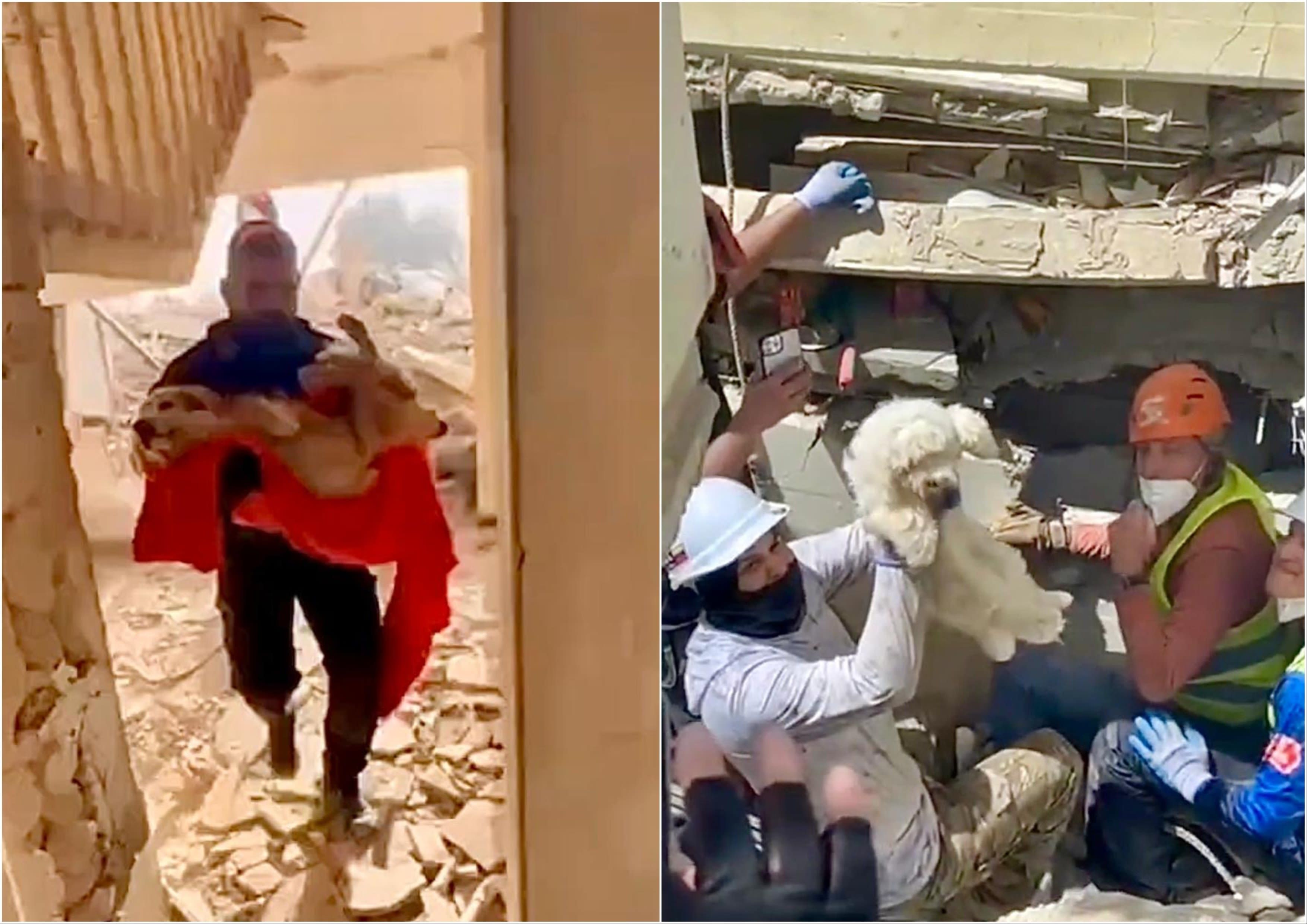 Hundreds of pets were rescued following Venezuela's earthquakes. Now they're looking for their families