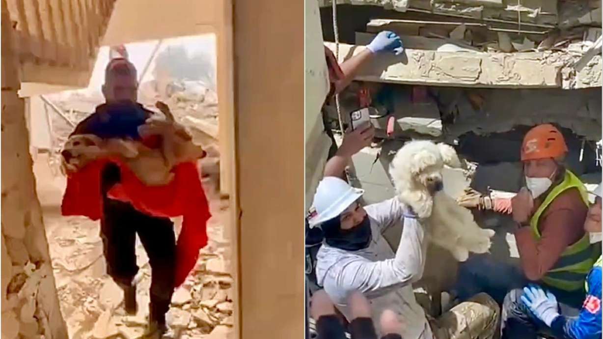 Various animal are rescued from collapsed structures in Venezuela.