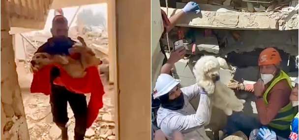 Hundreds of pets were rescued following Venezuela's earthquakes. Now they're looking for their families